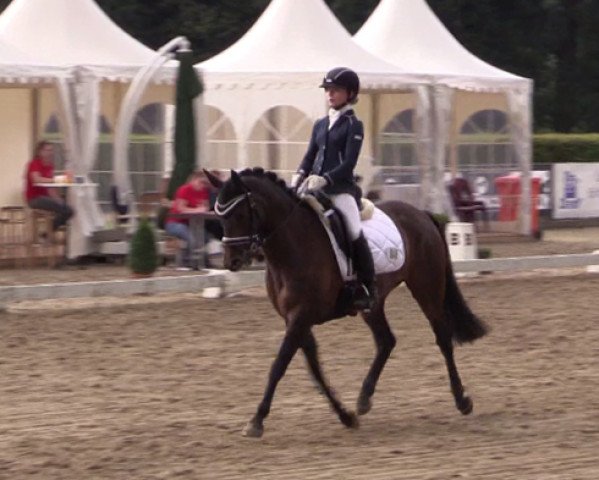 dressage horse Destiny of Lord (German Riding Pony, 2009, from Der feine Lord AT)