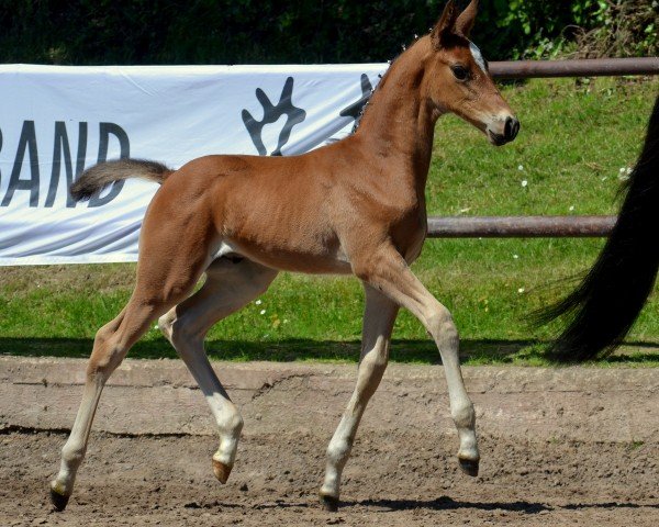 dressage horse Konstantin von Bo (Trakehner, 2021, from High Motion 2)