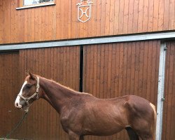 jumper Quabri de Schimmeldewog (Holsteiner, 2019, from Quabri de l'Isle)