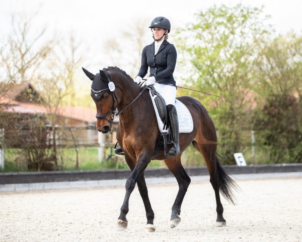 dressage horse Abbygale 7 (German Sport Horse, 2010, from Atlas Bavaria)