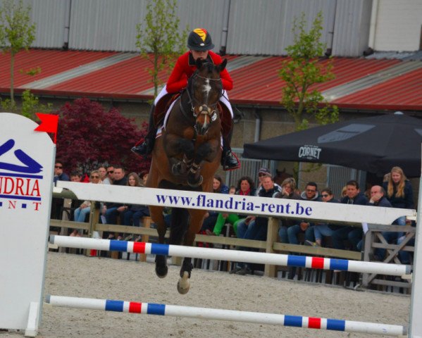 Springpferd Little Ben Bs (Belgisches Reitpony, 2000, von Clinton)