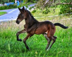 foal by Fänomeny (Hanoverian, 2024, from Fanomen de Malleret)