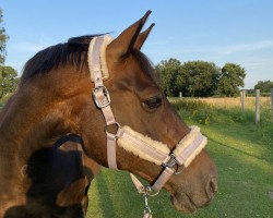 dressage horse Catch a Smile 6 (Oldenburg, 2006, from Carry Gold)