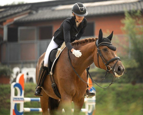 dressage horse Feine Perle 5 (Rhinelander, 2014, from Fürst Fohlenhof)