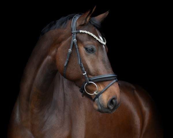 dressage horse Flynn 44 (Oldenburg, 2017, from Blue Hors Farrell)