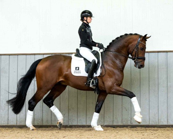 stallion O'Frederic (Oldenburg, 2019, from For Romance I)