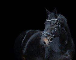 dressage horse King Louis 19 (Hanoverian, 2007, from Kaiserkult TSF)