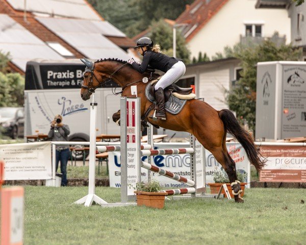 Springpferd Equi Diamonds Havanero (Württemberger, 2013, von Herbstkönig 2)