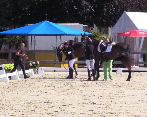 Looper Holzer Dressurfestival 2024