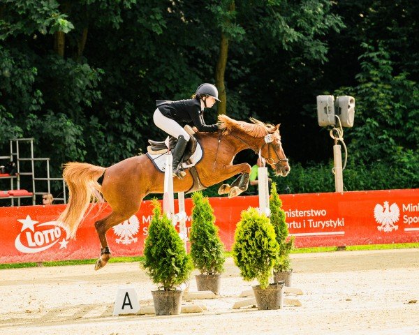 jumper Mary Poppins P (German Riding Pony, 2012, from Machno Carwyn)