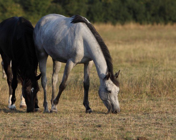 dressage horse Stute von Best Before Midnight x Rienzi xx (Trakehner, 2019, from Best Before Midnight)