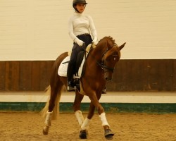 dressage horse Celebrity (German Riding Pony, 2020, from Celebration WE)