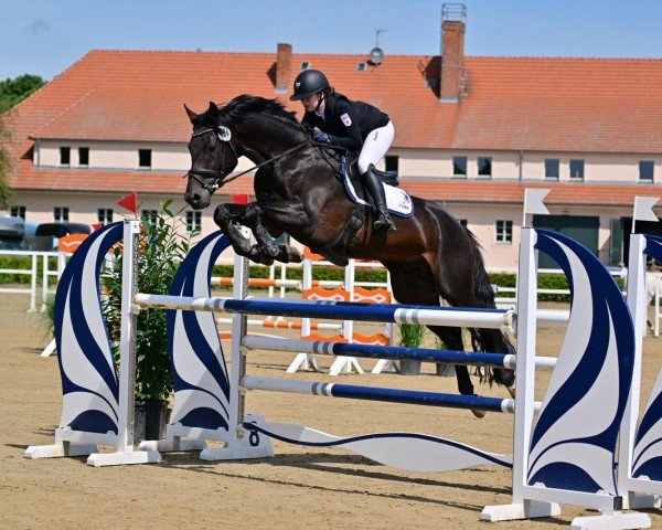 stallion Karl Von Linde P (German Sport Horse, 2013, from Kannan)