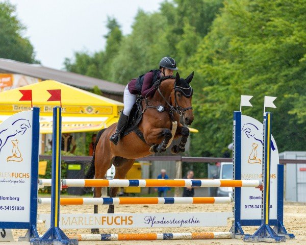 jumper Askada VL (German Sport Horse, 2019, from Askari)