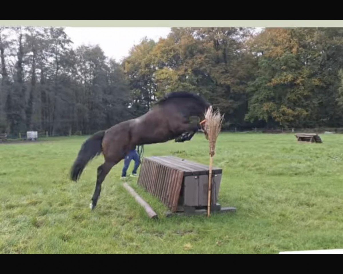 Geländepferd Rambazamba 10 (Deutsches Reitpony, 2020, von Benito)
