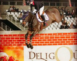 jumper Casanova (Oldenburg show jumper, 2004, from Carthago)