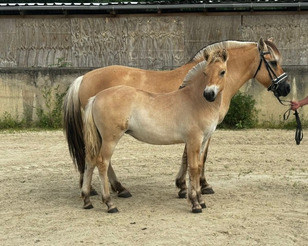 foal by Jill von der Marien-Quelle (Fjord Horse, 2024, from Isko)