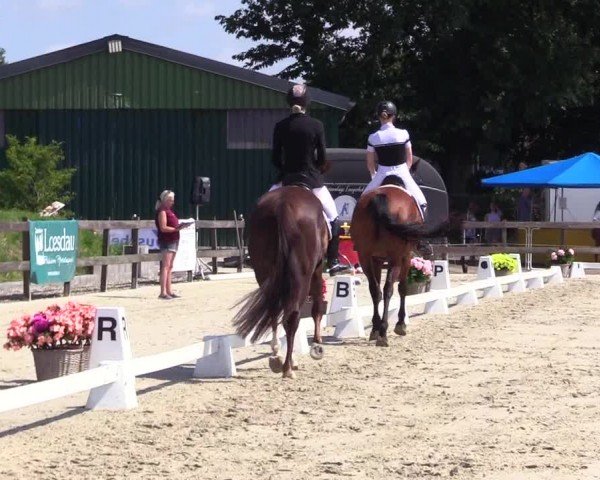 Looper Holzer Dressurfestival 2024