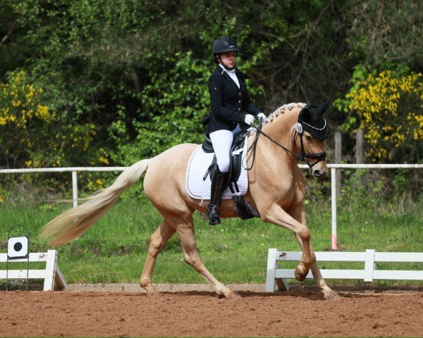 Zuchtstute Wilde Hilde 23 (Deutsches Reitpony, 2020, von Qaside Md)