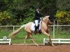 broodmare Wilde Hilde 23 (German Riding Pony, 2020, from Qaside Md)