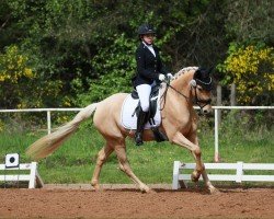 broodmare Wilde Hilde 23 (German Riding Pony, 2020, from Qaside Md)