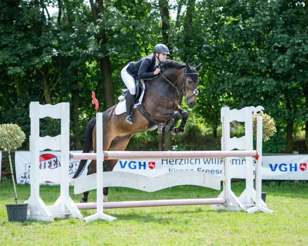 jumper Catch Me If You Want (KWPN (Royal Dutch Sporthorse), 2018, from Comthago VDL)