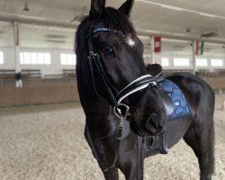 jumper Cornet's Dream 4 (Oldenburg show jumper, 2019, from Cornet de Semilly)