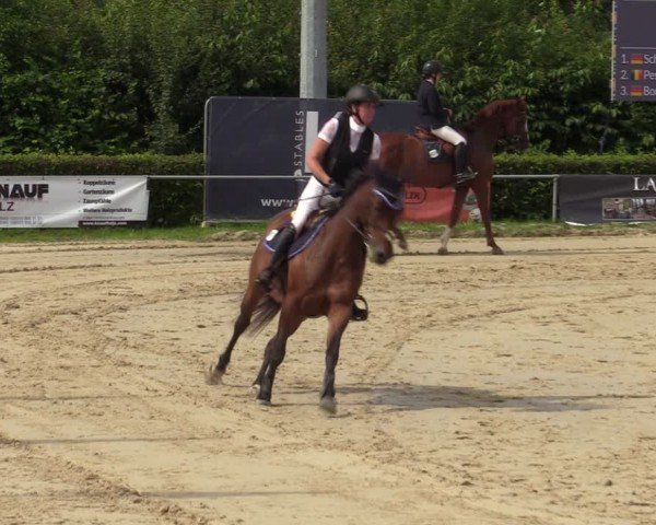 Reitturnier Weiswampach  2024