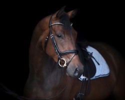 dressage horse Haselmaus (Austrian Warmblood, 2021, from For Austria)