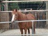 dressage horse Curley Sue 13 (unknown, 1994)