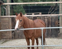 dressage horse Curley Sue 13 (unknown, 1994)