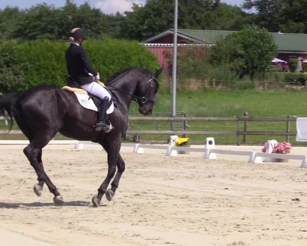 Looper Holzer Dressurfestival 2024