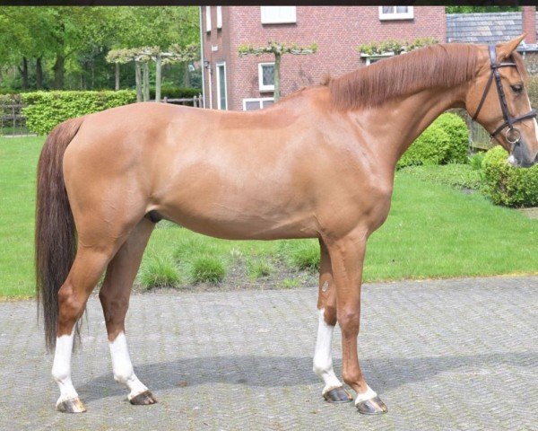 jumper Bolando 3 (Zangersheide riding horse, 2019, from Balou du Rouet)