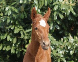 broodmare F³rstin Rochelle Y (Westphalian, 2015, from Fürsten-Look)