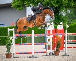 jumper Ilibria (KWPN (Royal Dutch Sporthorse), 2013, from Dexter R)