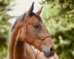 horse Licota (Westfale, 2010, from Licotus)