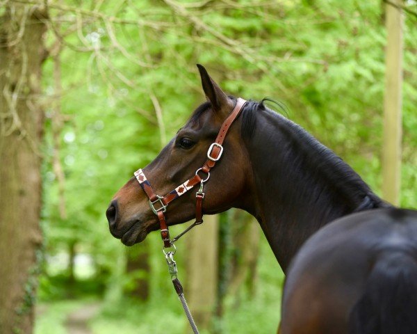 dressage horse Für Ingrid (Westphalian, 2018, from Franziskus FRH)