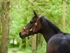 dressage horse Für Ingrid (Westphalian, 2018, from Franziskus FRH)