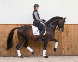 stallion Chippendale (KWPN (Royal Dutch Sporthorse), 2007, from Lord Leatherdale)