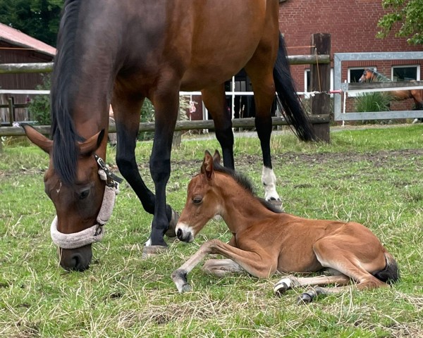 foal by Bonjour Petite (Westphalian, 2024, from Baccardi’s Best)