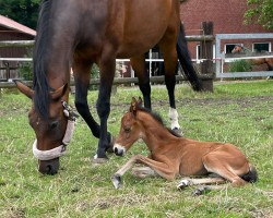 Fohlen Bonjour Petite (Westfale, 2024, von Baccardi’s Best)