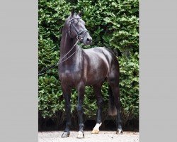 stallion Crosby (KWPN (Royal Dutch Sporthorse), 2011, from Chippendale)