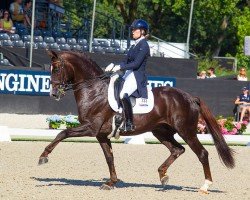 stallion Giovanni (KWPN (Royal Dutch Sporthorse), 2011, from Chippendale)