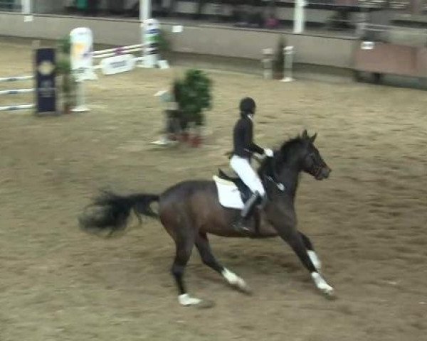 Hallen-Reit- und Springturnier 2013 beim RV Alt Marl
