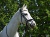 broodmare Cornelia (German Sport Horse, 2003, from Cornet Obolensky)