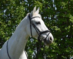 Zuchtstute Cornelia (Deutsches Sportpferd, 2003, von Cornet Obolensky)