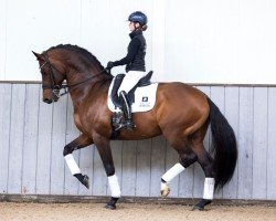 Deckhengst Justin (KWPN (Niederländisches Warmblut), 2013, von Glock's Johnson Tn)