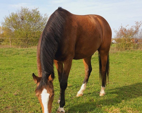 Dressurpferd Dubai (Deutsches Reitpony, 2018, von Donchester)