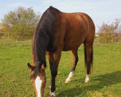 dressage horse Dubai (German Riding Pony, 2018, from Donchester)