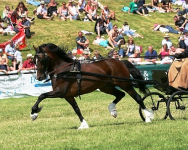 Pferd Cranfieldpark Dark Destroyer (Welsh-Cob (Sek. D), 1995, von Gwenfo Apollo)